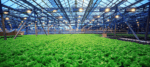 Agribusiness